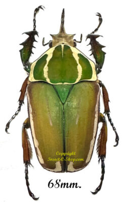 Mecynorhina torquata ugandensis ( reared )