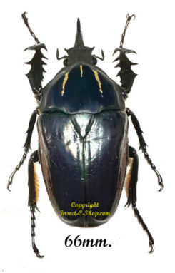 Mecynorhina torquata ugandensis ( reared )