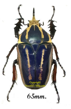 Mecynorhina torquata ugandensis ( reared )