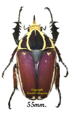 Mecynorhina torquata ugandensis ( élevage )