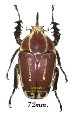 Mecynorhina torquata ugandensis ( élevage )