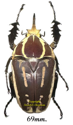 Mecynorhina torquata ugandensis ( reared )