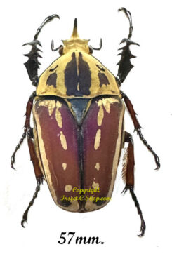 Mecynorhina torquata ugandensis ( élevage )