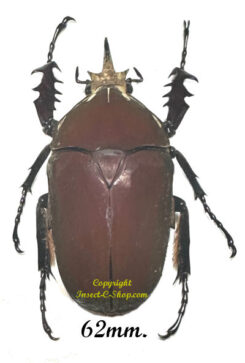 Mecynorhina torquata ugandensis ( reared )