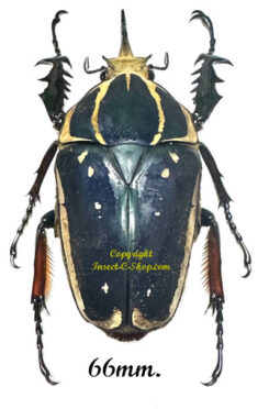 Mecynorhina torquata ugandensis ( reared )