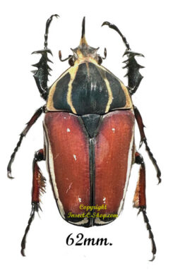 Mecynorhina torquata ugandensis ( reared )