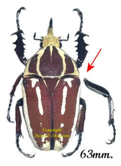 Mecynorhina torquata ugandensis ( reared )