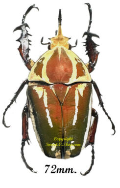 Mecynorhina torquata ugandensis ( élevage )