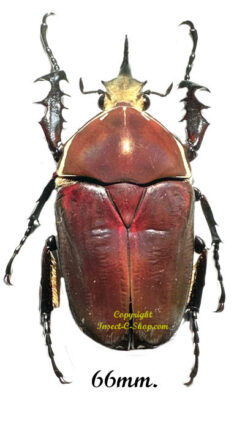 Mecynorhina torquata ugandensis ( reared )