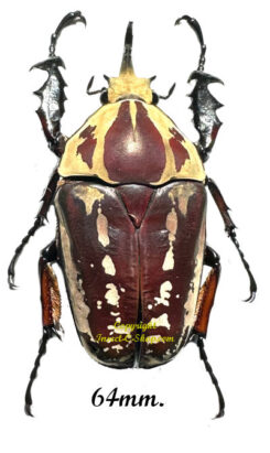 Mecynorhina torquata ugandensis ( reared )
