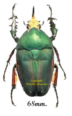 Mecynorhina torquata ugandensis ( reared )