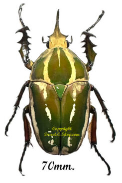 Mecynorhina torquata ugandensis ( reared )