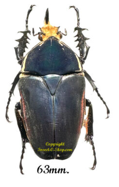 Mecynorhina torquata ugandensis ( reared )