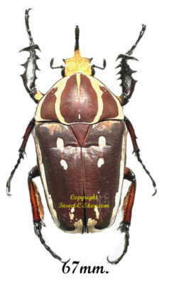 Mecynorhina torquata ugandensis ( reared )