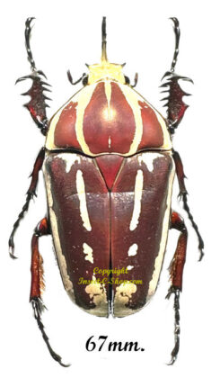 Mecynorhina torquata ugandensis ( reared )