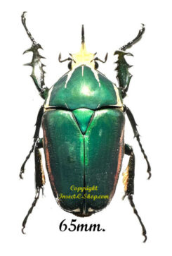 Mecynorhina torquata ugandensis ( reared )