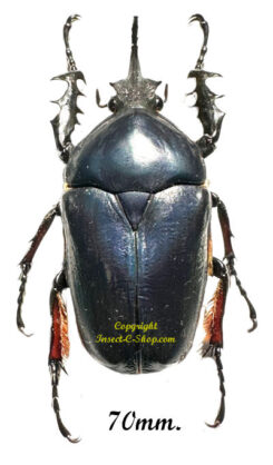 Mecynorhina torquata ugandensis ( reared )