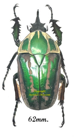 Mecynorhina torquata ugandensis ( reared )