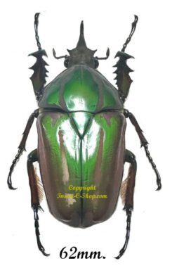 Mecynorhina torquata ugandensis ( reared )
