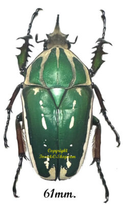 Mecynorhina torquata ugandensis ( reared )
