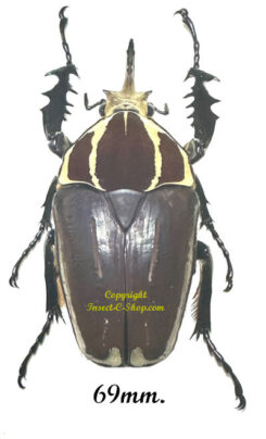 Mecynorhina torquata ugandensis ( reared )