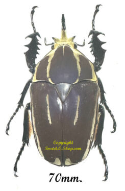 Mecynorhina torquata ugandensis ( reared )