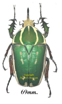 Mecynorhina torquata ugandensis ( reared )