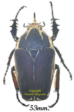 Mecynorhina torquata ugandensis ( reared )