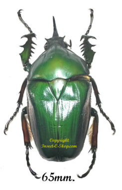Mecynorhina torquata ugandensis ( reared )