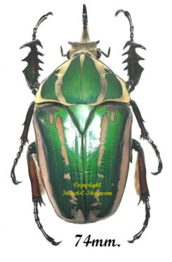 Mecynorhina torquata ugandensis ( reared )