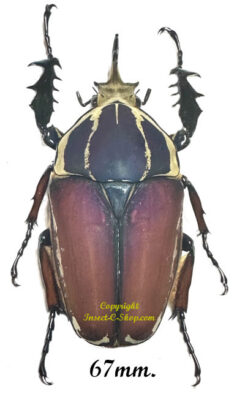 Mecynorhina torquata ugandensis ( élevage )