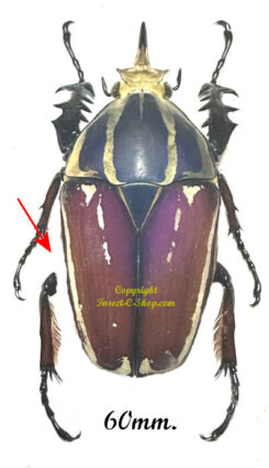 Mecynorhina torquata ugandensis ( reared )