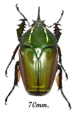 Mecynorhina torquata ugandensis ( reared )