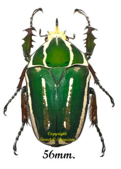 Mecynorhina torquata ugandensis ( élevage )