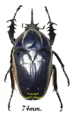 Mecynorhina torquata ugandensis ( élevage )