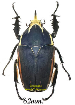 Mecynorhina torquata ugandensis ( reared )