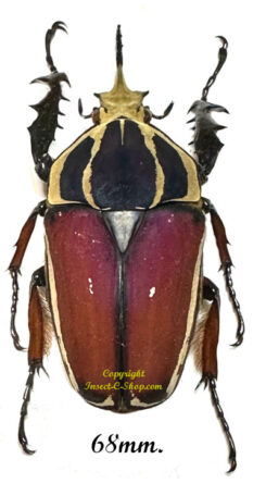 Mecynorhina torquata ugandensis ( reared )
