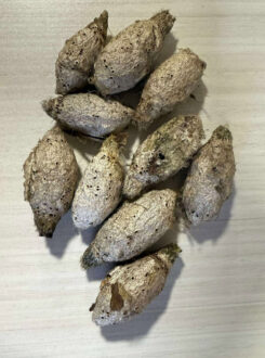 Argema mimosae ( 10pcs - Cocons vide )