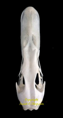 Anas platyrhynchos domesticus ( crâne )