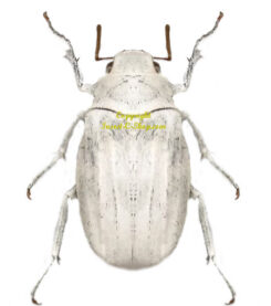 Cyphochilus sp.