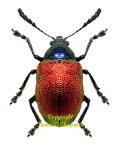 Platycorynus chapanus