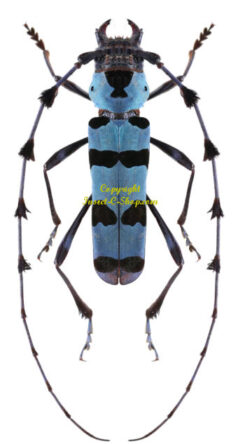 Rosalia lameerei