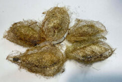 Ceranchia apollina  ( 5pcs - Cocons vide )