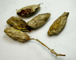 Epiphora bauhiniae ( 5pcs - Cocons vide )