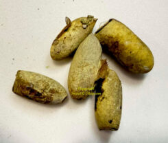 Small moths ( 5pcs - Empty cocoons )