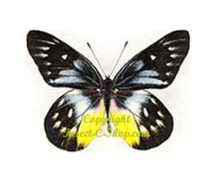 Delias pasithoe