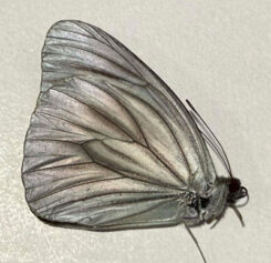 Pareronia avatar