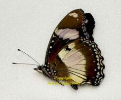 Hypolimnas misippus