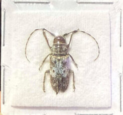Cerambicydae sp02