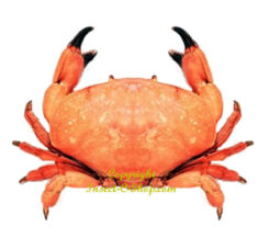 Decapoda